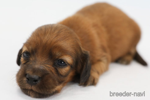 成約済の神奈川県のミニチュアダックスフンド(ロングヘアード)-313810の1枚目